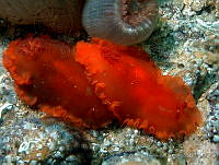 AEG0018 Dendrodoris fumata.jpg