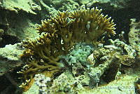 SMM011 Millepora alcicornis.jpg