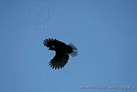 MAGB0008 Cyanocorax dickeyi.jpg