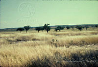 FGM2106 Altamira, Tamaulipas.JPG