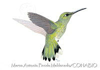 MAPM1119 Phaeochroa cuvierii.jpg