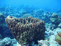 JAJ0493 Geodia neptuni.jpg