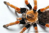 JDBP0083 Brachypelma boehmei.jpg