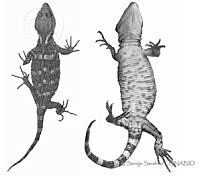 SSS0009 Xenosaurus tzacualtipantecus.JPG
