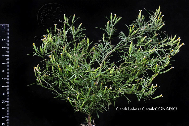 Zongo%200374%20Tagetes%20filifolia.jpg.nSiryIT0MSGrlUVjQA3g0JtbmFja29CbnFuZ3NAbXJ6LGtwZwA.MjOB4cMYl7