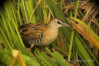 MGaves 3323 Porzana flaviventer.jpg