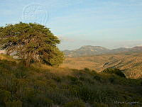 MGvarios41 Chihuahua.jpg