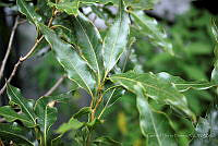GFF0027 Quercus trinitatis.JPG