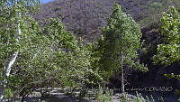 JJSE0376 Platanus wrightii y Populus monticola.JPG
