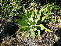 RG016 1032 Agave cupreata.jpg