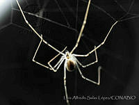 LASL0071 Physocyclus dugesi.jpg