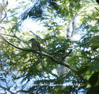 LEMH075 Myiodynastes maculatus.JPG