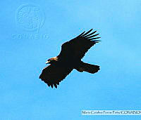 MCPP001 Aquila chrysaetos.tif