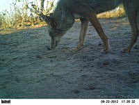 EPRM002 Canis latrans.jpg