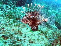 JEPE0002 Pterois volitans.jpg