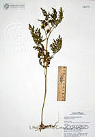 LAC010 Solanum lumholtzianum.JPG