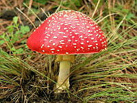 JCB0002 Amanita muscaria.jpg