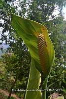 SG019 0386 Spathiphyllum cochlearispathum.jpg