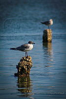 FBA0637 Leucophaeus atricilla.jpg