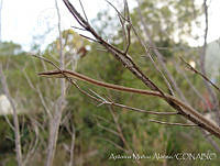 AMA0113 Oxybelis aeneus.jpg