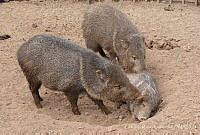 EME001 Pecari tajacu.jpg