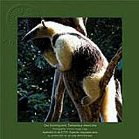 ComercioEspecies_5.tif