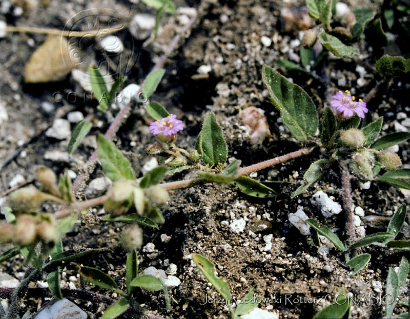 073%20Allionia%20choisyi.jpg.nyfbwIr MUMF55thQA3g0JtbmFja29CbnFuZ3NAbXJ6LGtwZwA.9B66h6wlvg