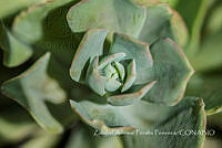 ZAPF0455 Echeveria gibbiflora.jpg