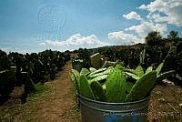 IDG0832 Opuntia sp..jpg