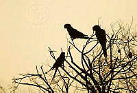 MASM07199 Ara militaris.jpg