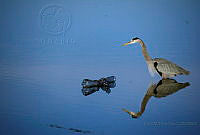 CMTD02 Ardea herodias.jpg