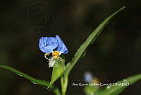 AKGC026 Commelina erecta.JPG