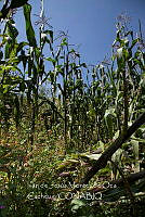 IMDOC4210 Zea mays.jpg