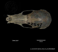 LESS 0182 Leptonycteris nivalis.JPG