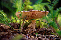 MN6PyH0128 Amanita regalis.jpg