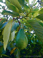 EL0011 Persea americana.jpg