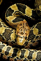 MDL0308 Pituophis deppei.jpg