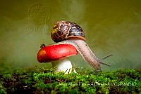 JAFH003 Helicoidea.jpg