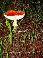HC014 0190 Amanita muscaria.jpg