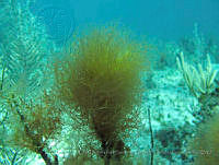 EDISyBDP001 Ceramium nitens.jpg