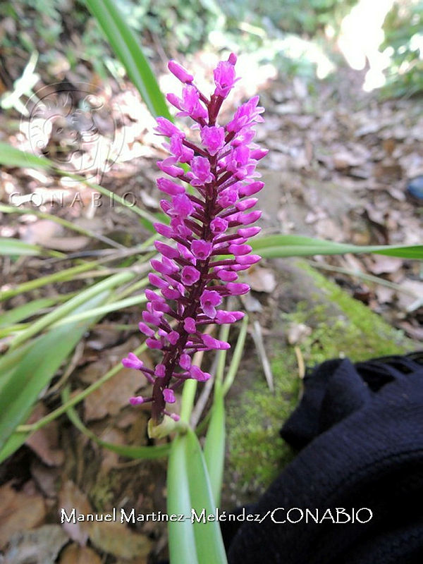 JF092%200005%20Arpophyllum%20medium.jpg.nyf xIf0MeVby7FjQA3g0JtbmFja29CbnFuZ3NAbXJ6LGtwZwA.RbFTD2GFbV