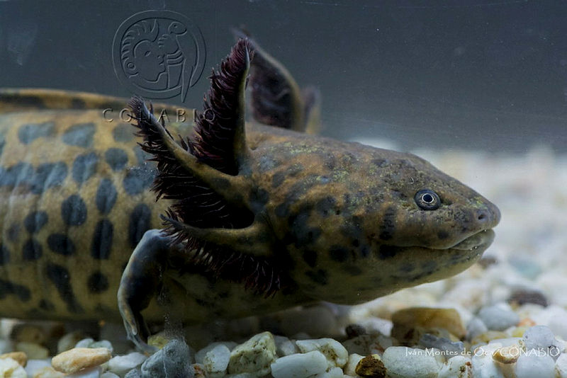 IMDOC2242%20Ambystoma%20andersoni.jpg.jye5gKj1Md 7qzNjQA3g0JtbmFja29CbnFuZ3NAbXJ6LGtwZwA.Cp8j7l6zQz