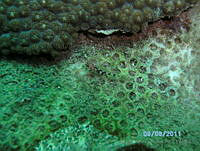 ACV006 Elacatinus redimiculus.jpg