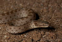 MASM01920 Hypsiglena sp..jpg