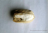 EHX0623 Zea mays.JPG