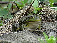 LCF0168 Lithobates catesbeianus.jpg