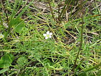 JRBBFM026-13 Bacopa rotundifolia.jpg