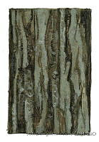 ADDLT0012 Conocarpus erectus.JPG