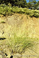 2125 Muhlenbergia rigida.jpg