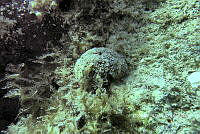 NE018 0775 Ectyoplasia ferox.jpg